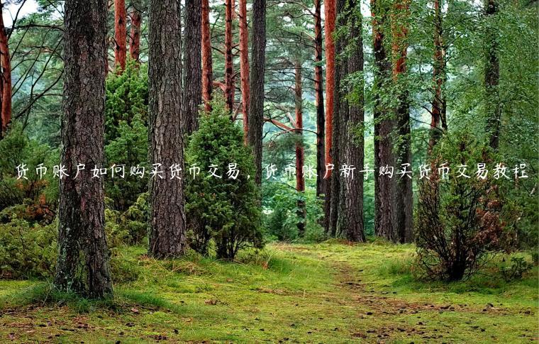货币账户如何购买货币交易，货币账户新手购买货币交易教程